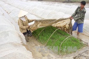 Nông dân ở Thanh Hóa chống rét cho mạ Xuân.